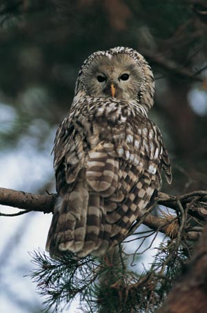 Händkakk