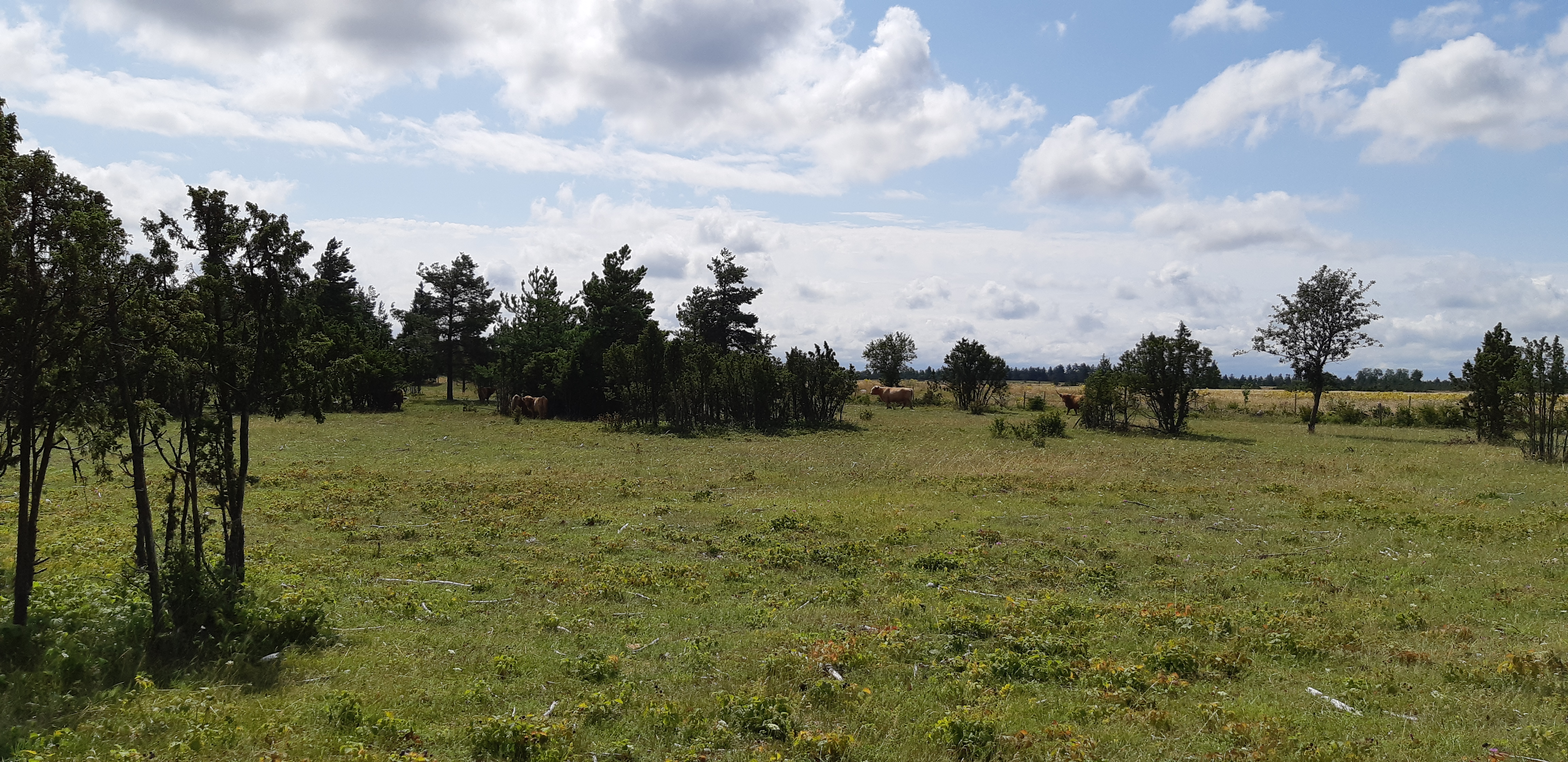 Pärandniit